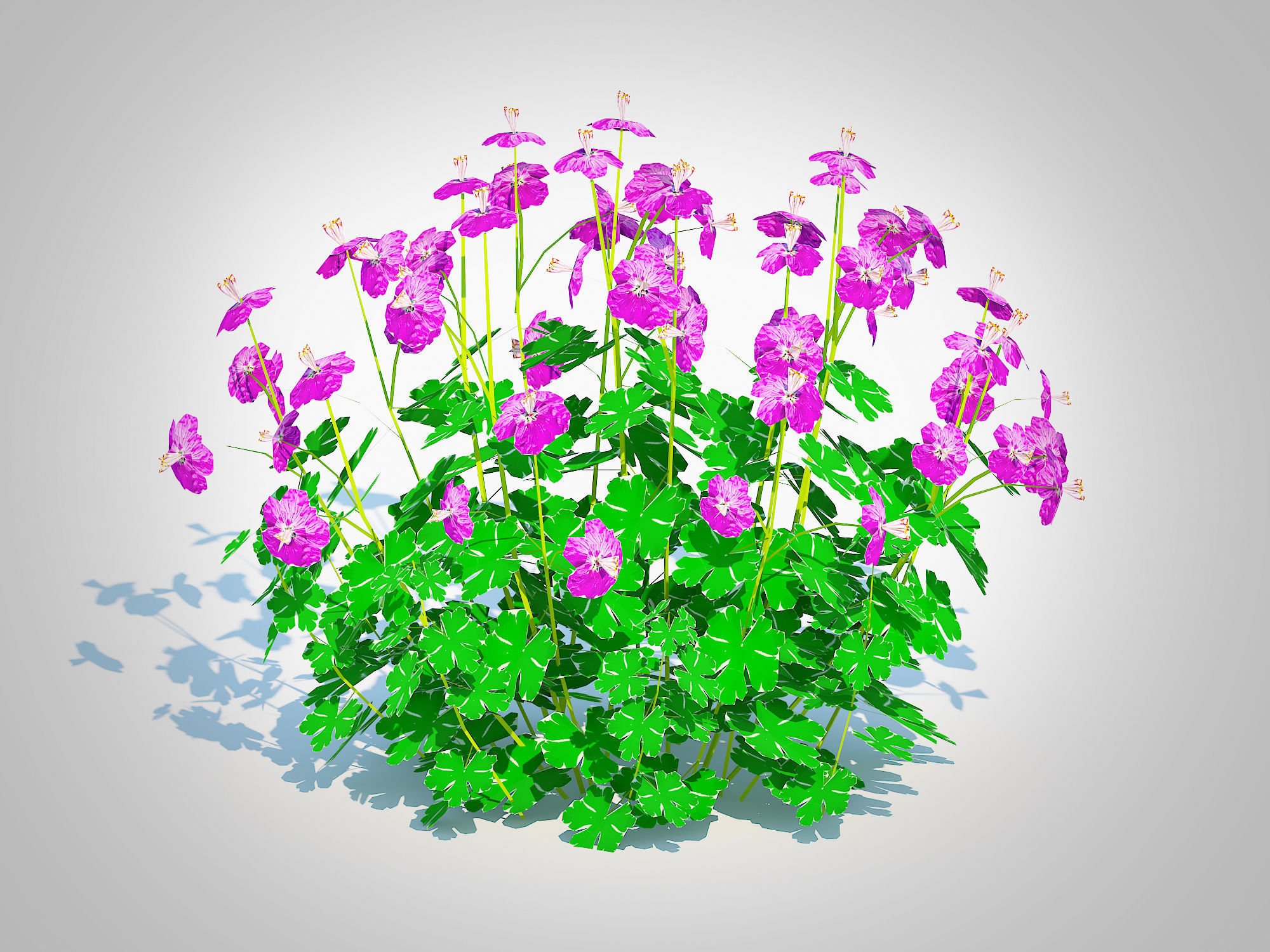 Plant Geranium - Cambridge Dwarf Cranesbill Low-poly 3D model_1