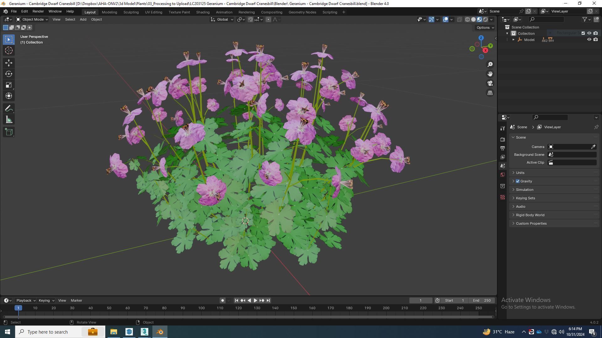 Plant Geranium - Cambridge Dwarf Cranesbill Low-poly 3D model_8