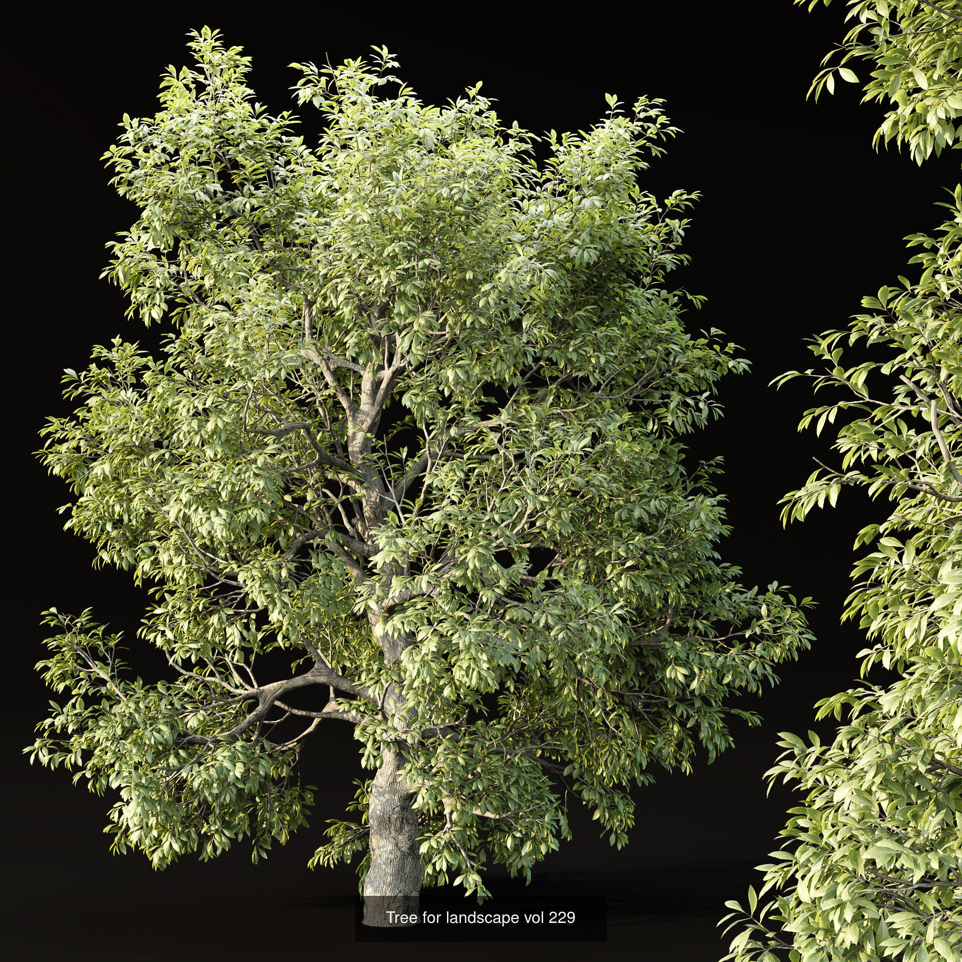 Ultimate 3D Tree Collection Over 100Types _22