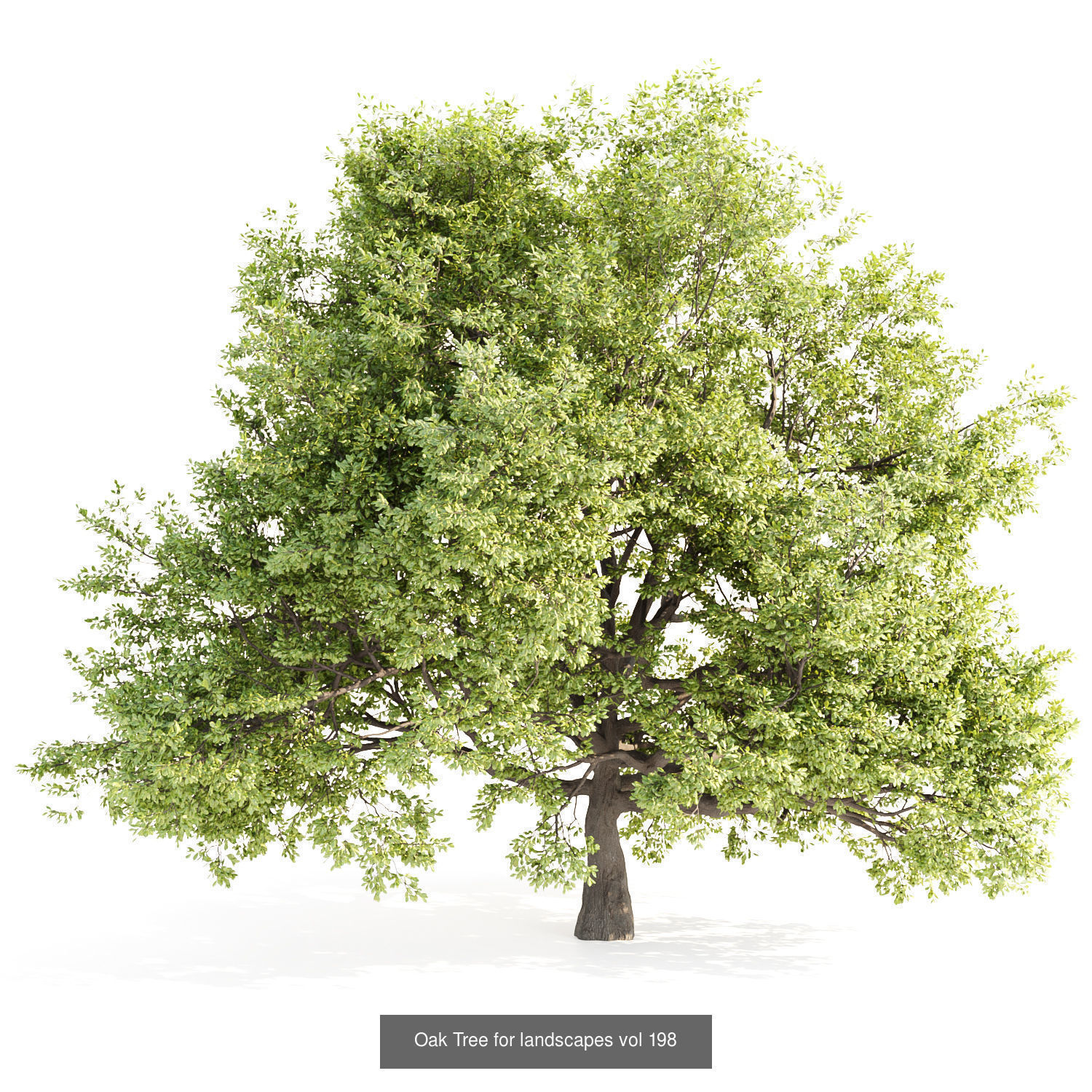 Ultimate 3D Tree Collection Over 100Types _17