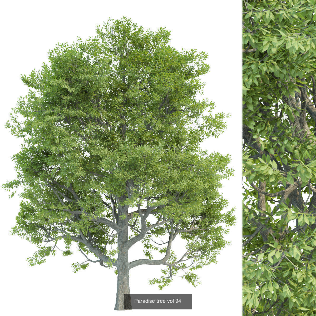 Ultimate 3D Tree Collection Over 100Types _7