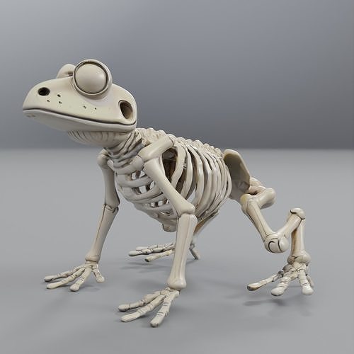 frog skeleton 3D model