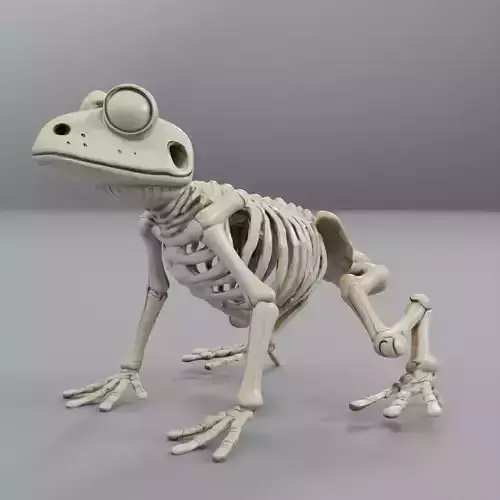 frog skeleton