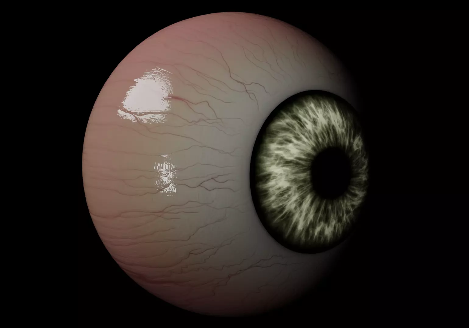 Human Eye Free 3D model
