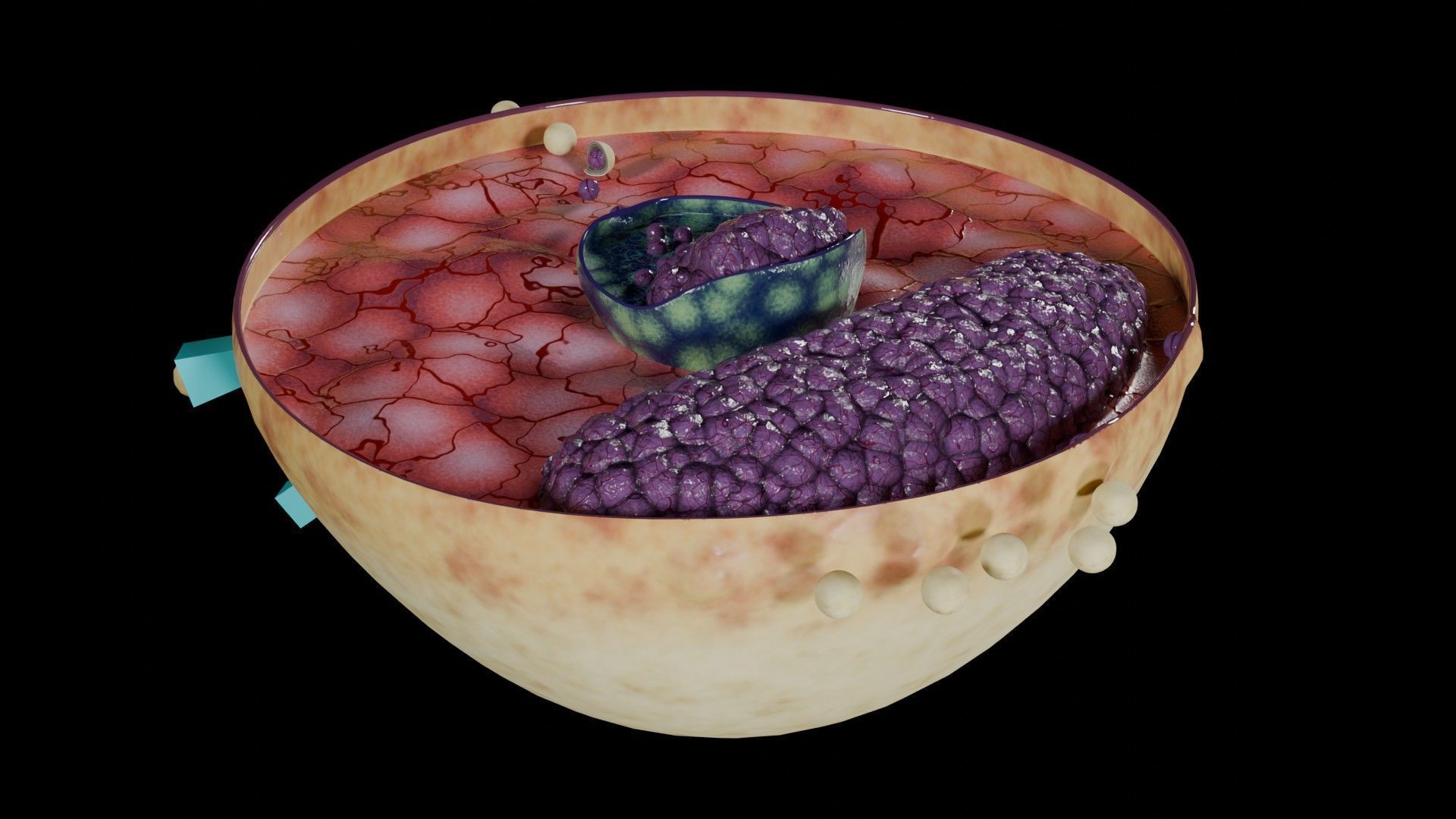 Virus infection cycle in host cell Low-poly 3D model_41
