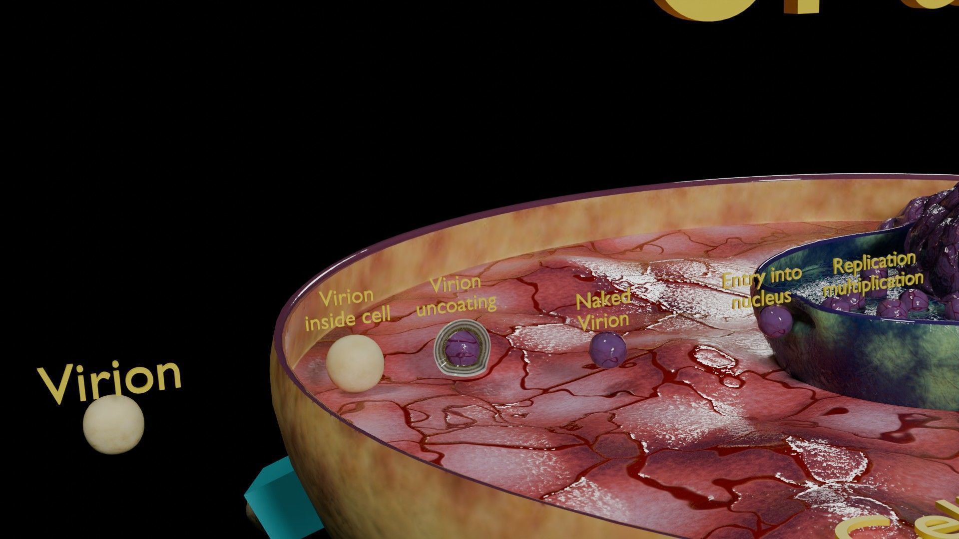 Virus infection cycle in host cell Low-poly 3D model_18