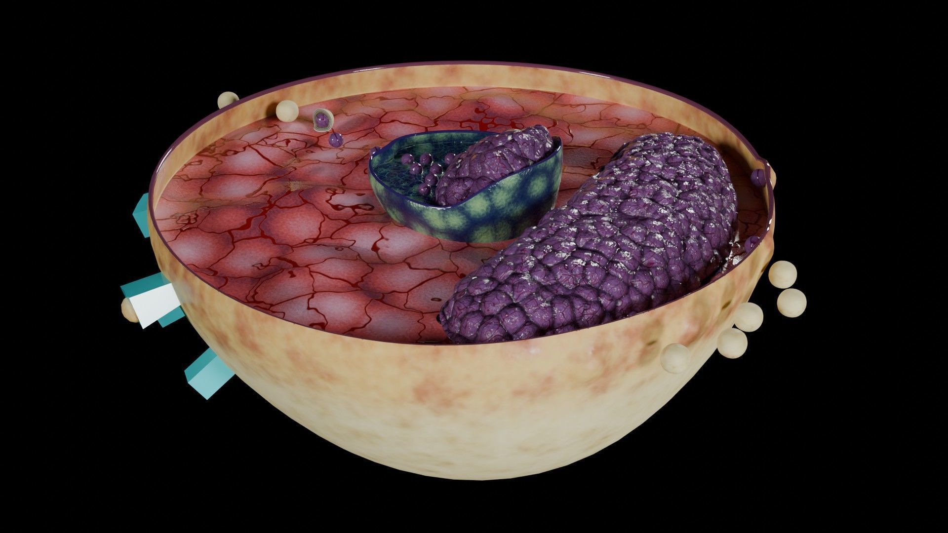 Virus infection cycle in host cell Low-poly 3D model_44