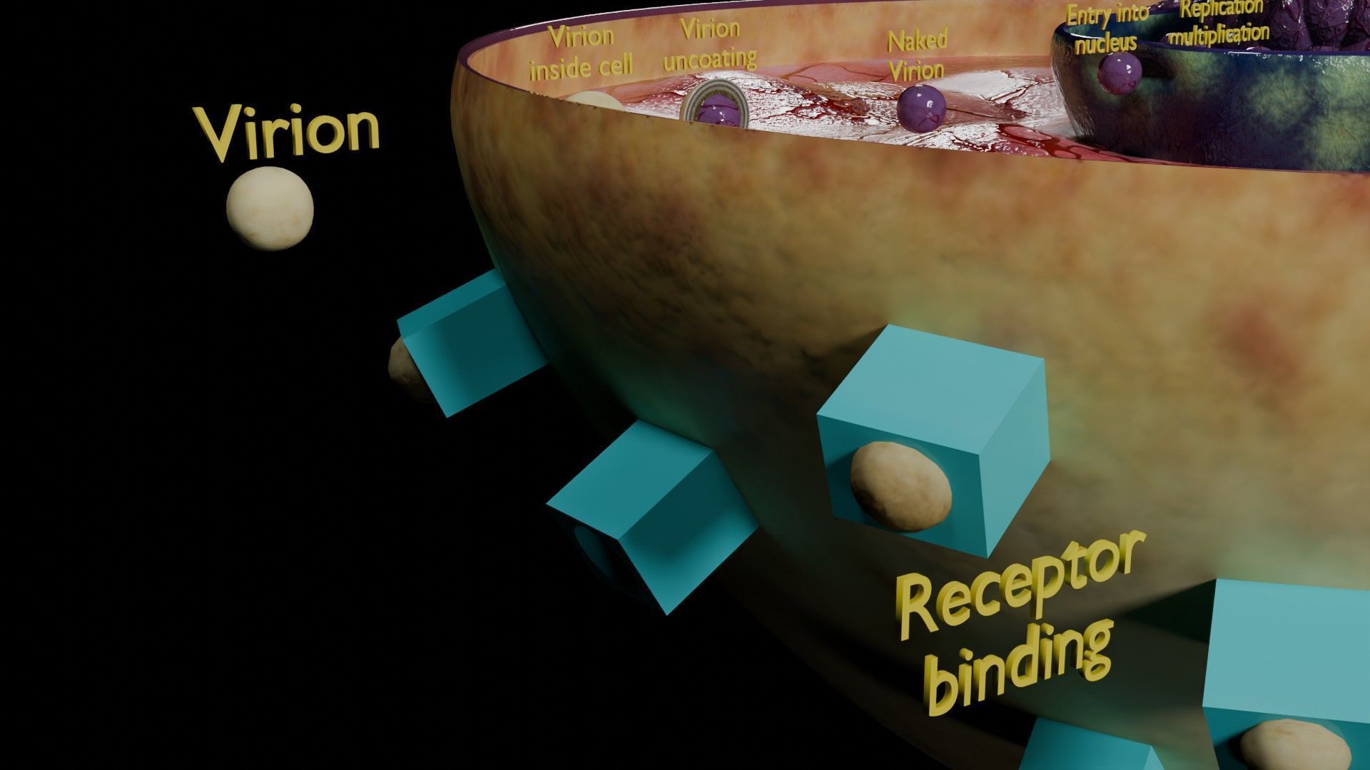 Virus infection cycle in host cell Low-poly 3D model_57