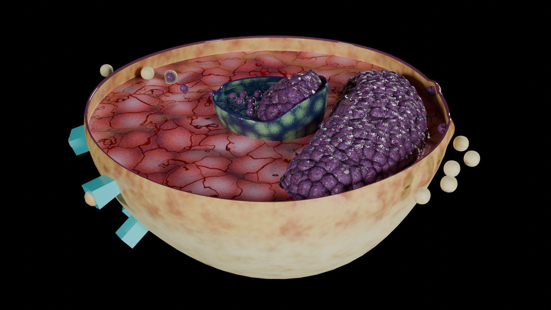 Virus infection cycle in host cell Low-poly 3D model_45