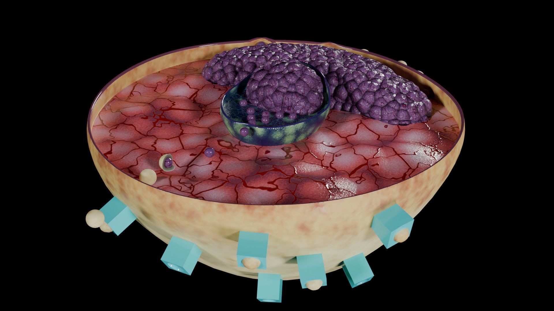 Virus infection cycle in host cell Low-poly 3D model_14