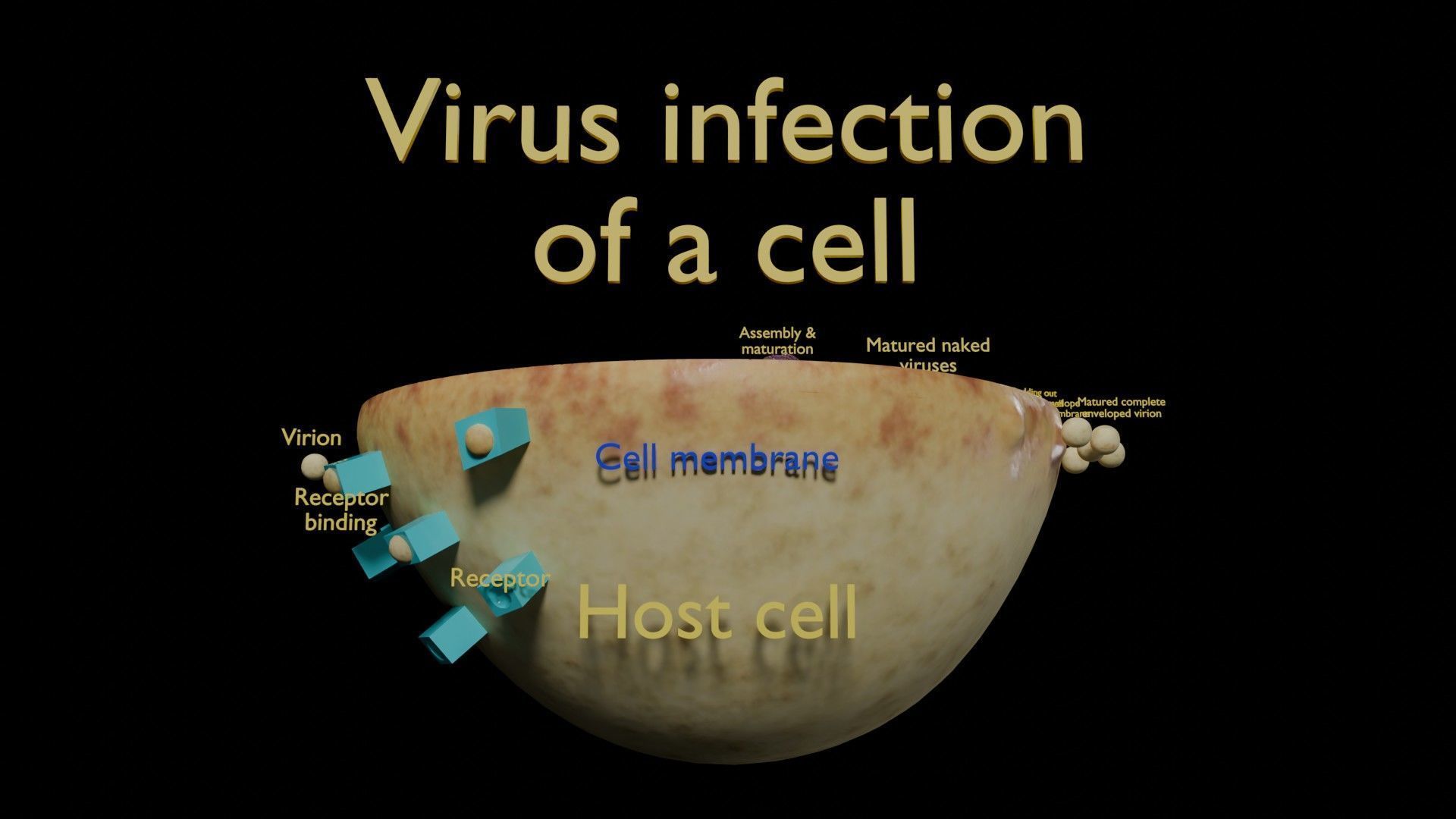 Virus infection cycle in host cell Low-poly 3D model_52