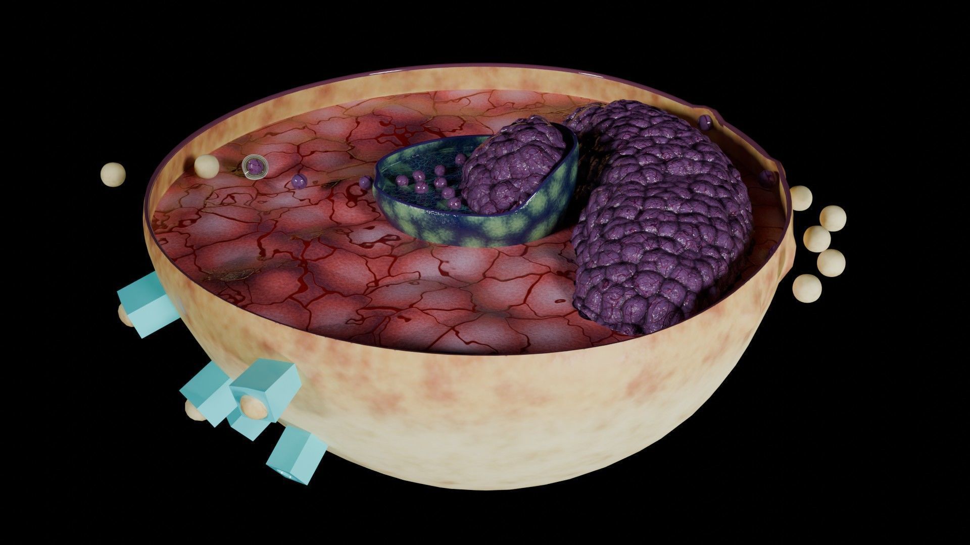 Virus infection cycle in host cell Low-poly 3D model_69