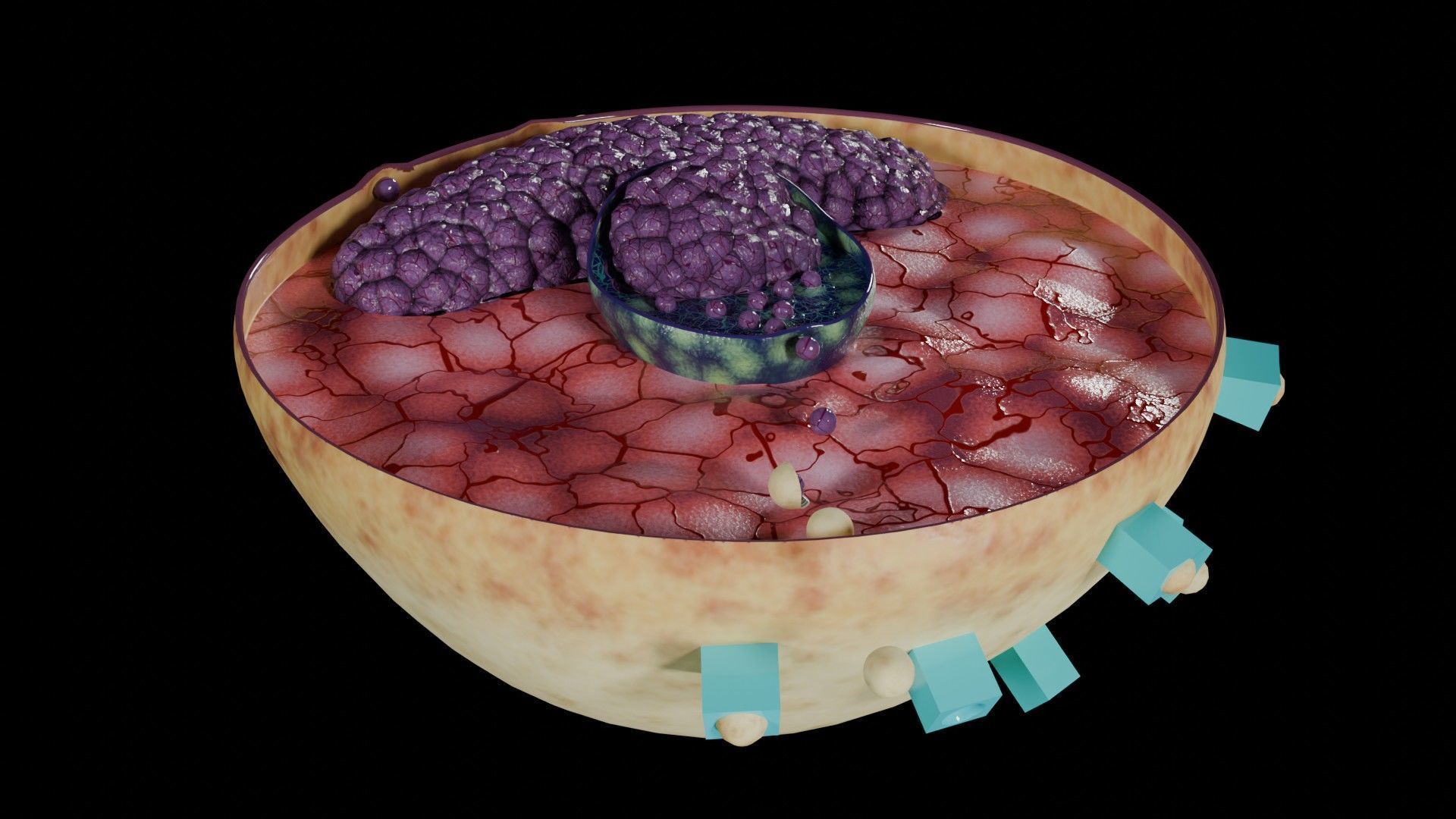Virus infection cycle in host cell Low-poly 3D model_19