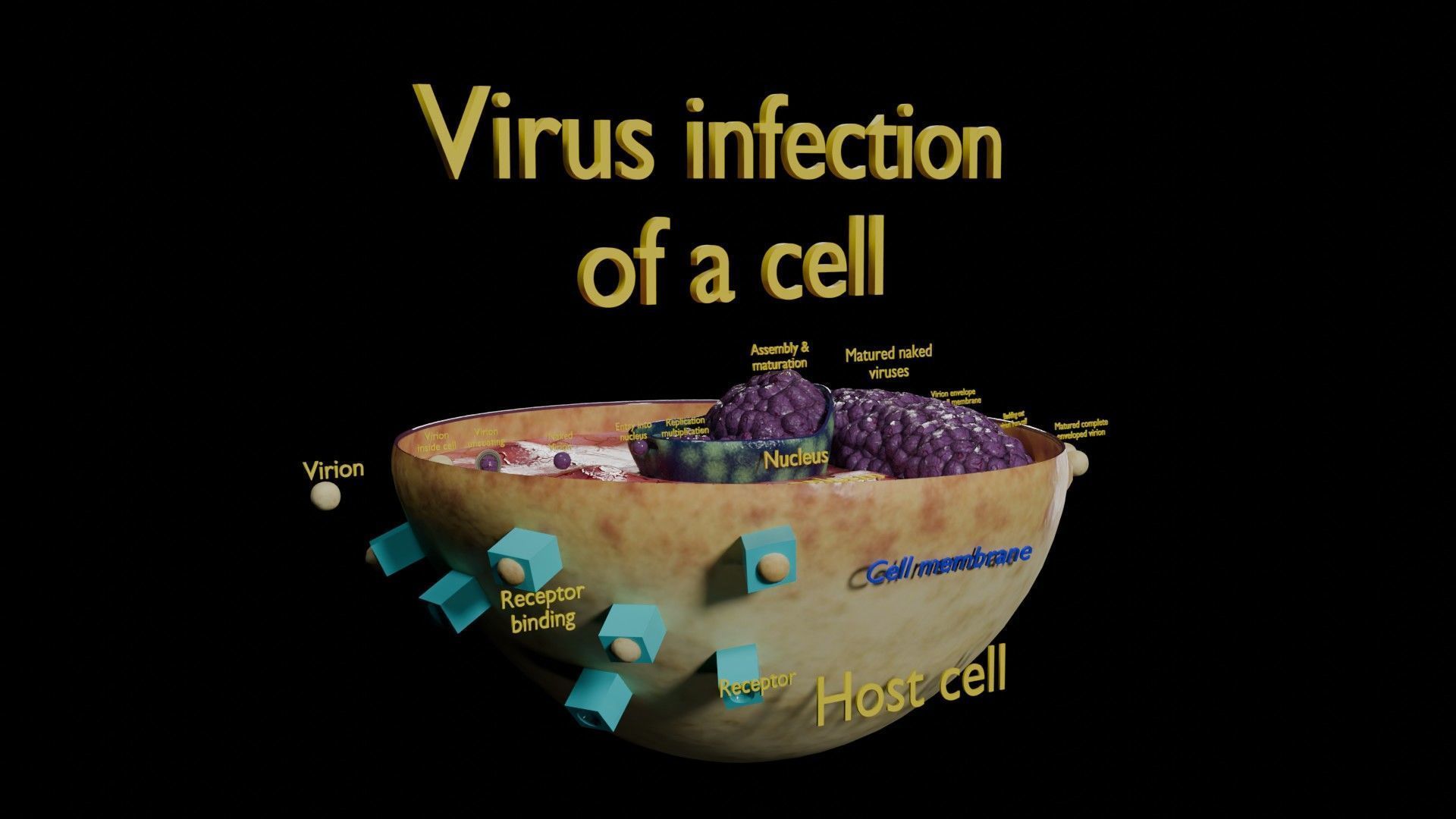 Virus infection cycle in host cell Low-poly 3D model_55