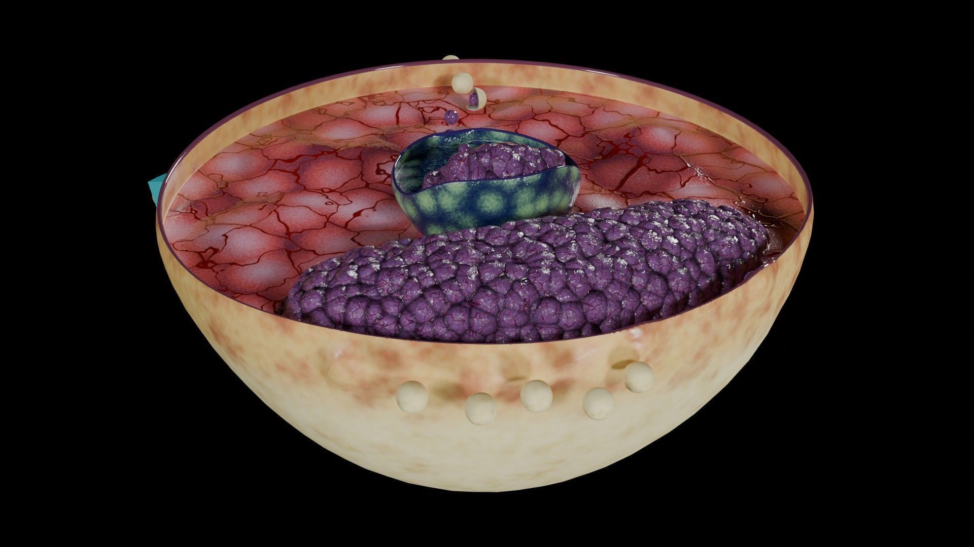 Virus infection cycle in host cell Low-poly 3D model_39