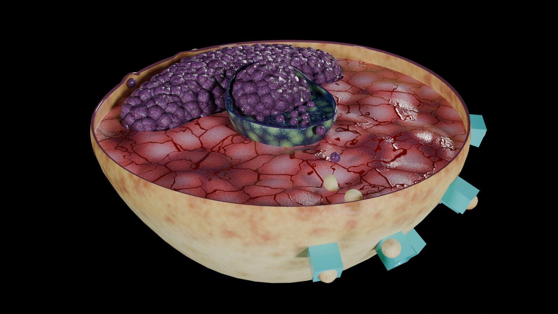 Virus infection cycle in host cell Low-poly 3D model_20