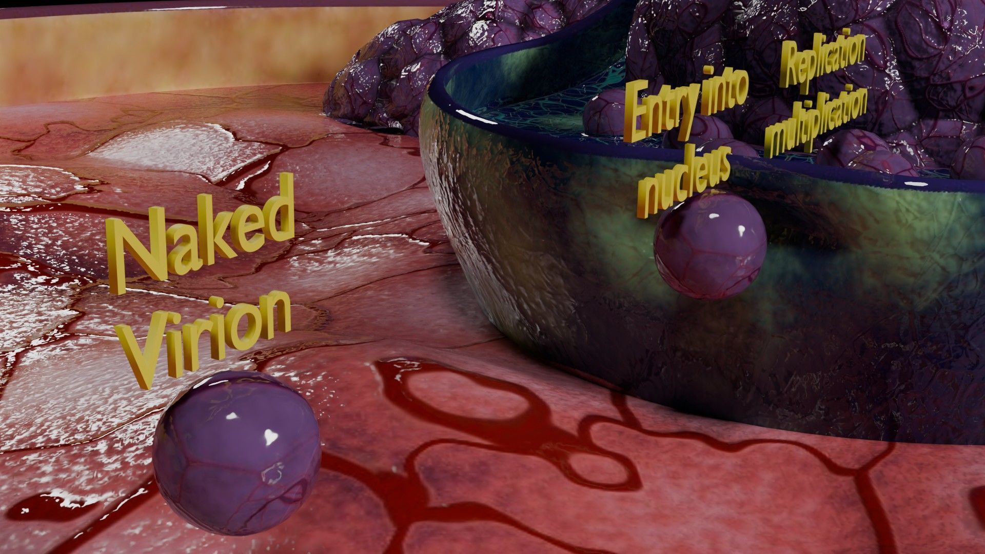 Virus infection cycle in host cell Low-poly 3D model_56