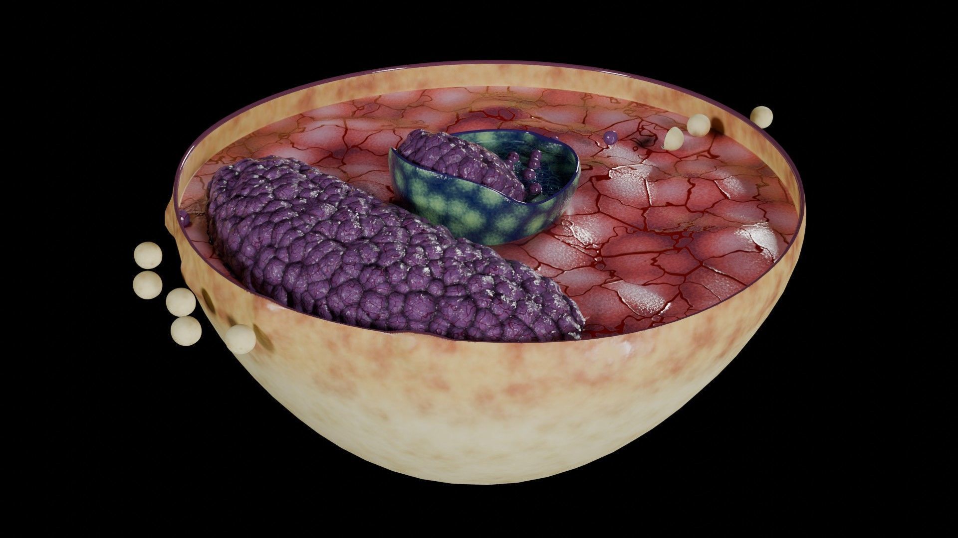 Virus infection cycle in host cell Low-poly 3D model_31
