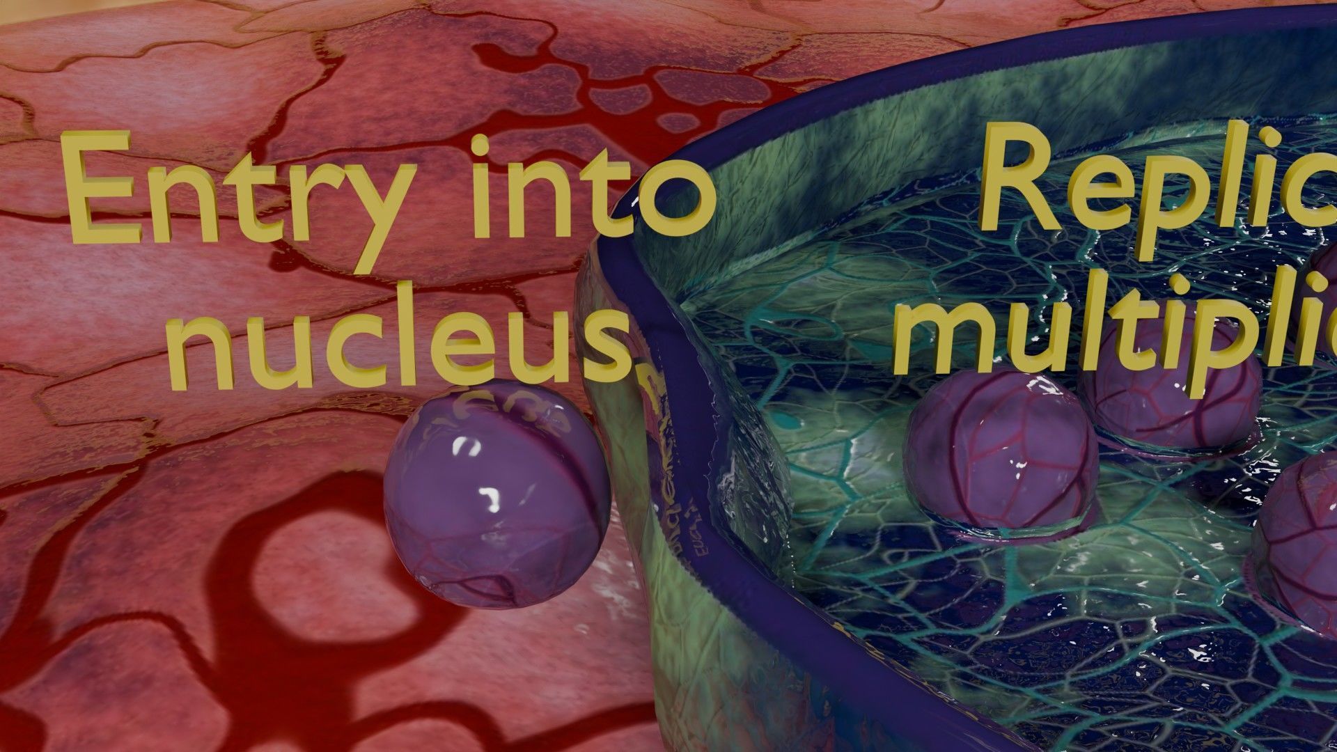 Virus infection cycle in host cell Low-poly 3D model_12