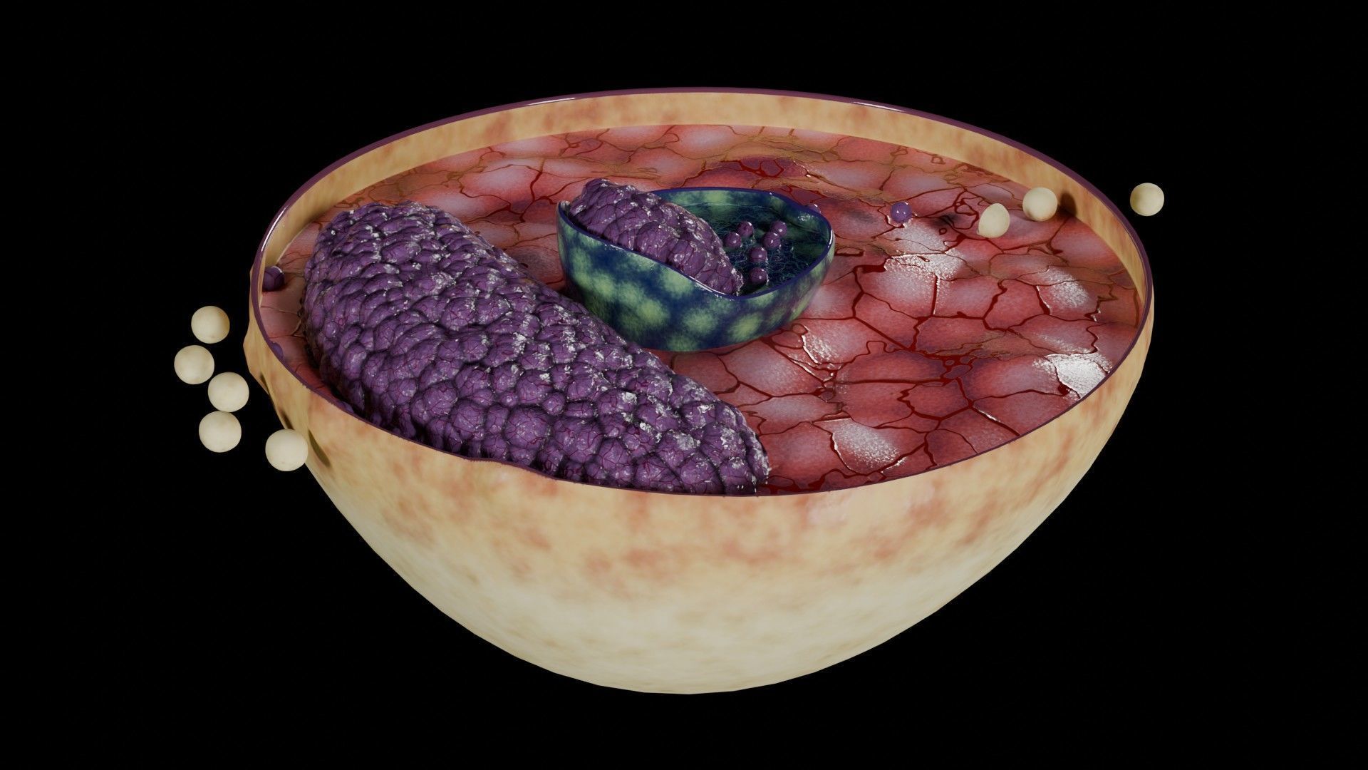 Virus infection cycle in host cell Low-poly 3D model_30