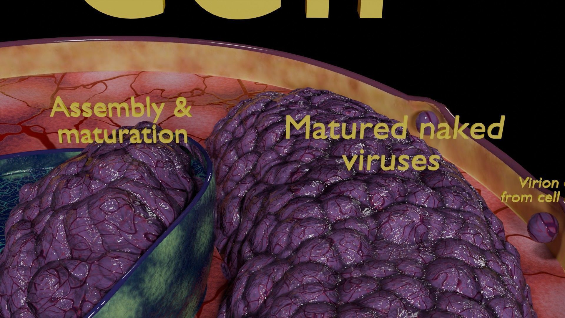 Virus infection cycle in host cell Low-poly 3D model_10