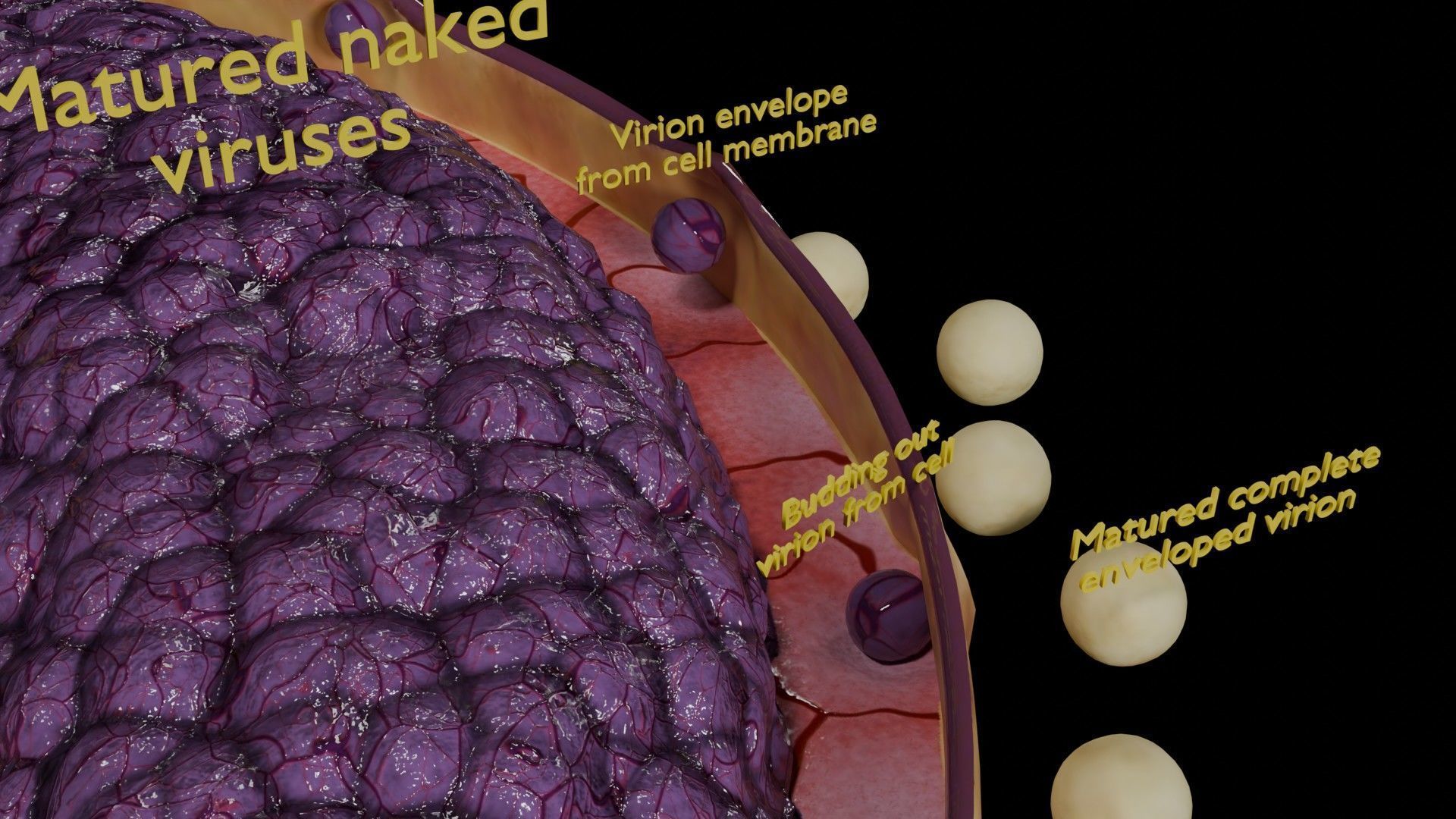Virus infection cycle in host cell Low-poly 3D model_60