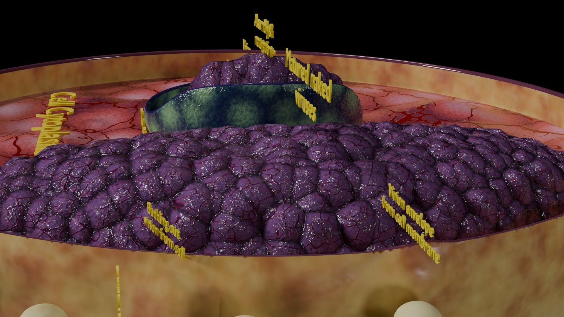 Virus infection cycle in host cell Low-poly 3D model_61