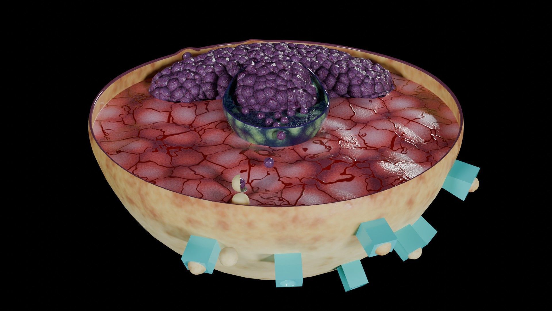 Virus infection cycle in host cell Low-poly 3D model_16
