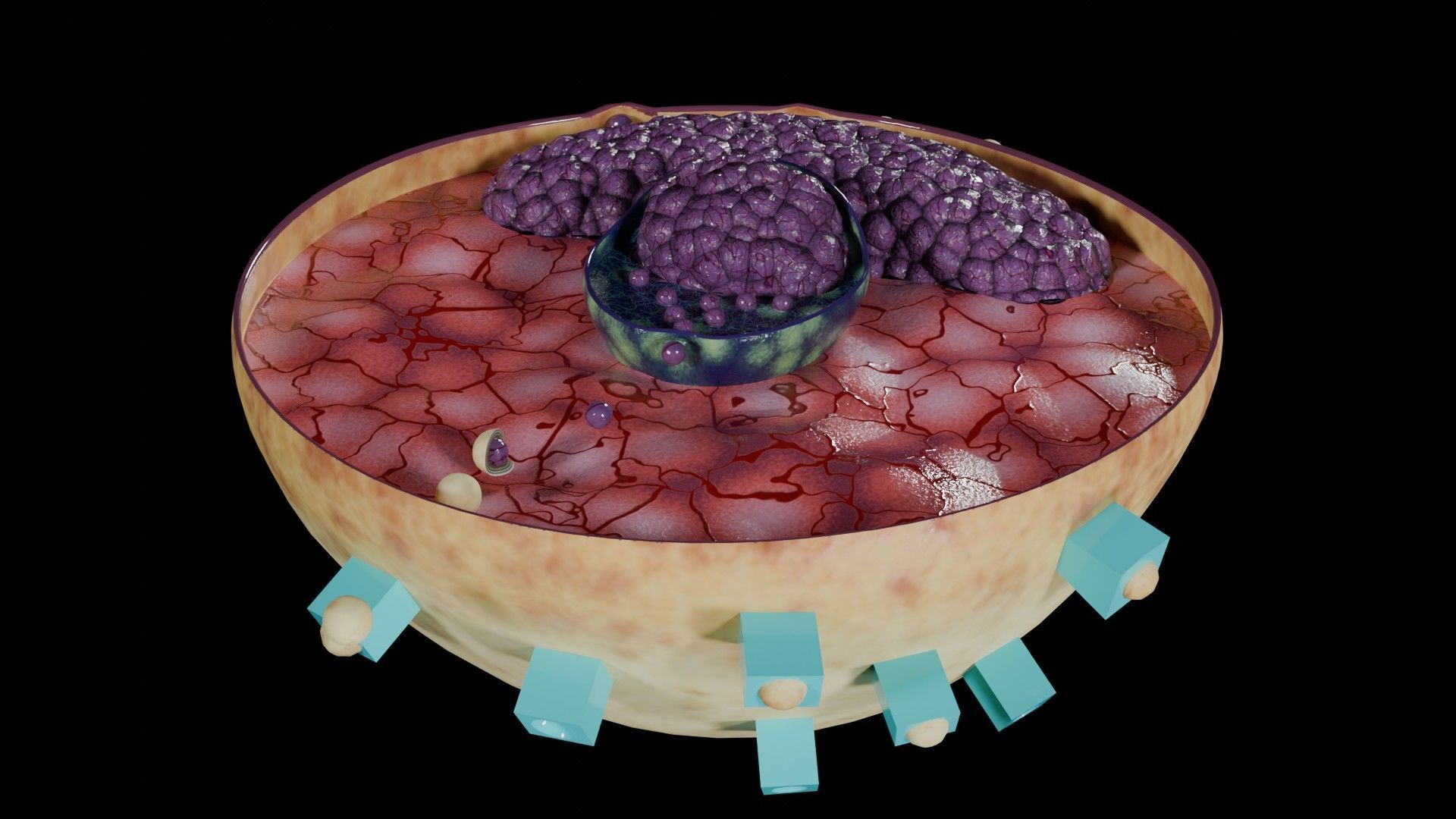 Virus infection cycle in host cell Low-poly 3D model_5
