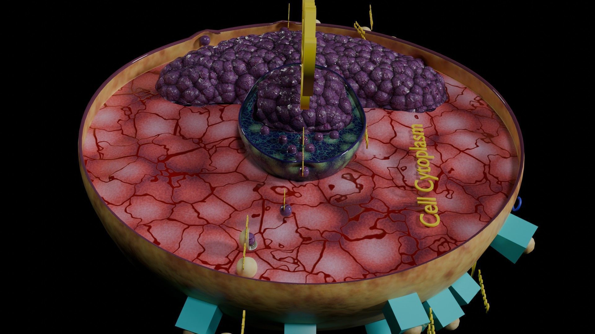 Virus infection cycle in host cell Low-poly 3D model_67