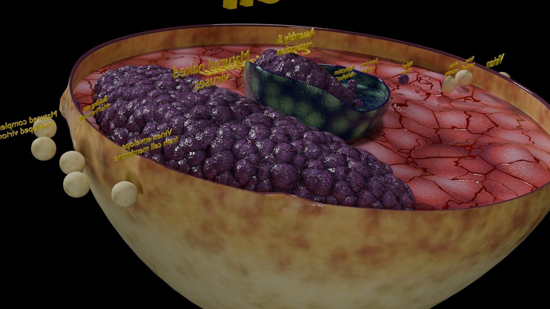 Virus infection cycle in host cell Low-poly 3D model_65