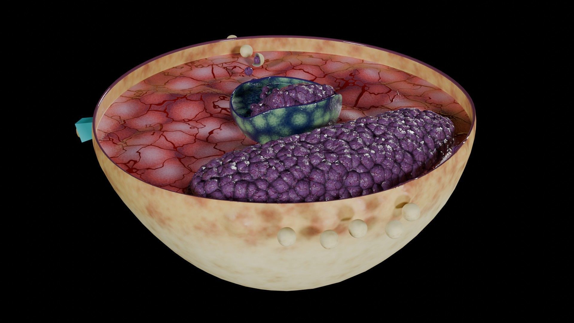 Virus infection cycle in host cell Low-poly 3D model_40