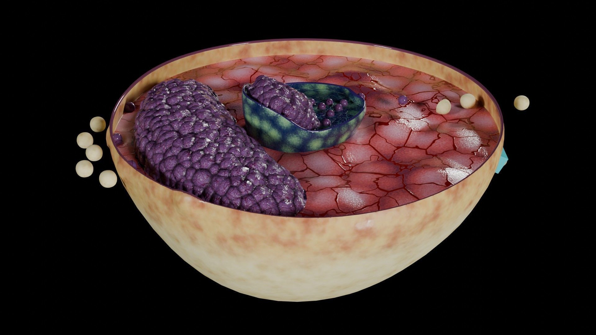 Virus infection cycle in host cell Low-poly 3D model_29