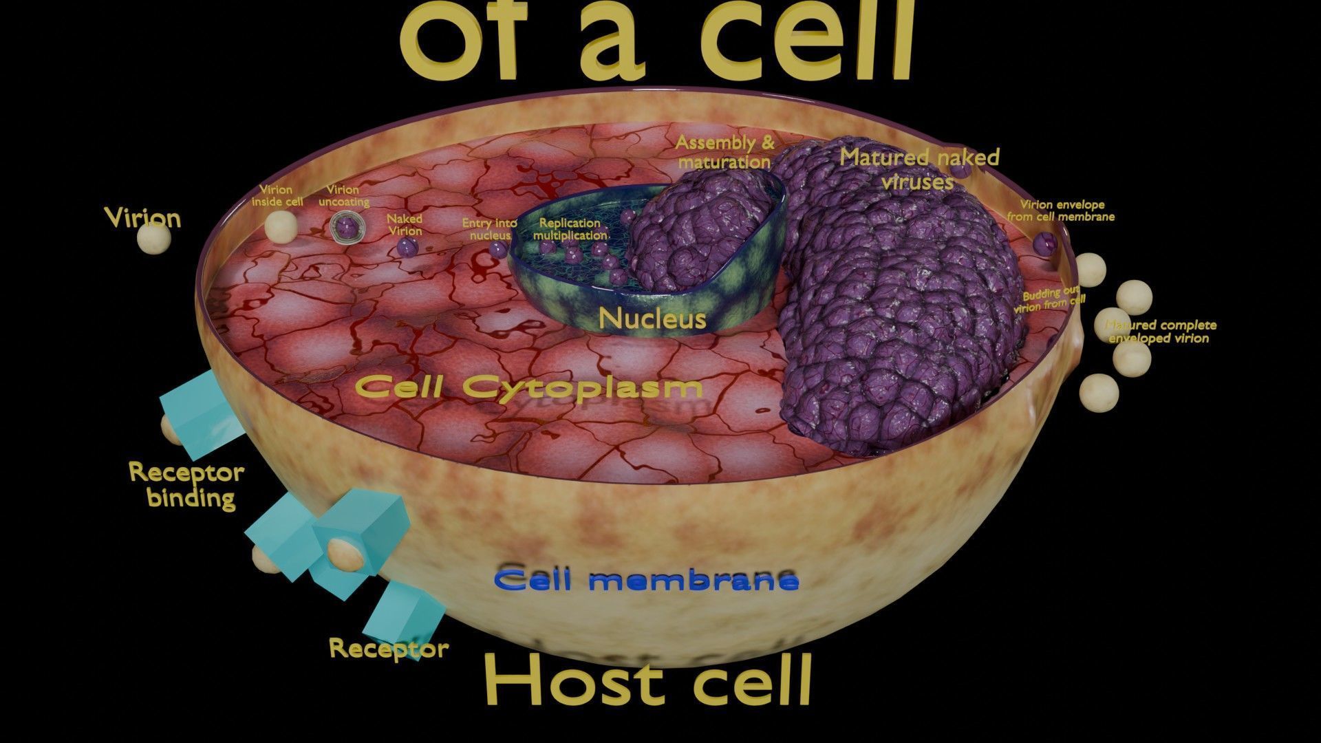 Virus infection cycle in host cell Low-poly 3D model_48