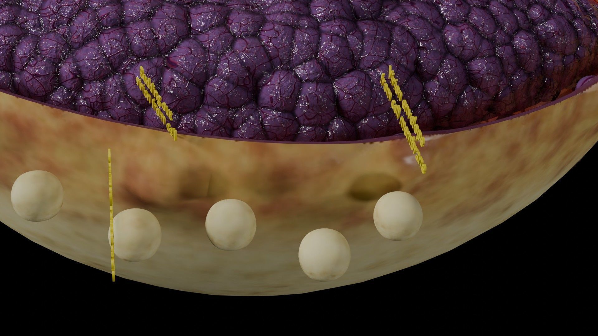 Virus infection cycle in host cell Low-poly 3D model_62