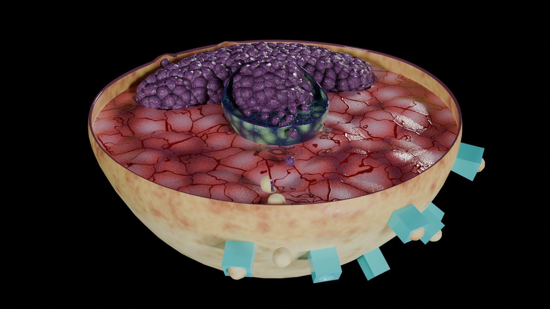 Virus infection cycle in host cell Low-poly 3D model_17
