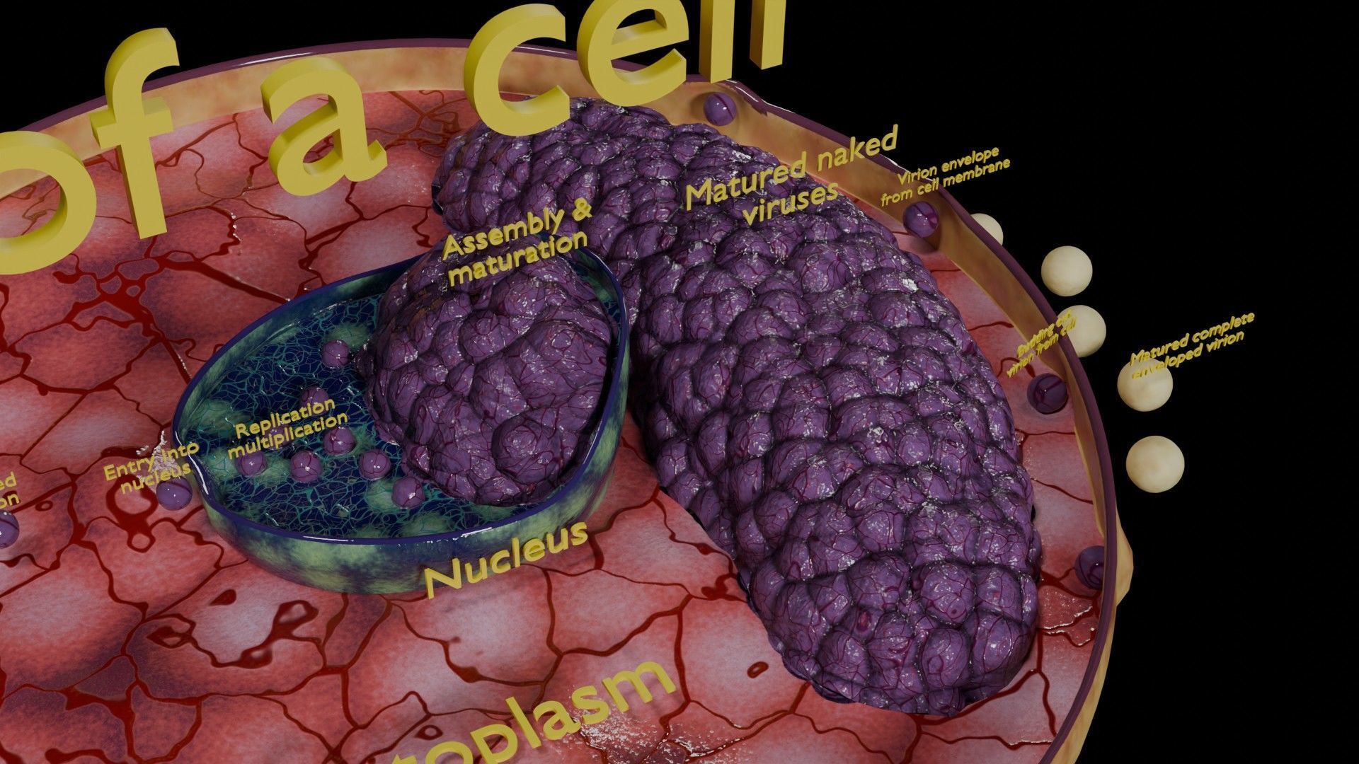 Virus infection cycle in host cell Low-poly 3D model_2