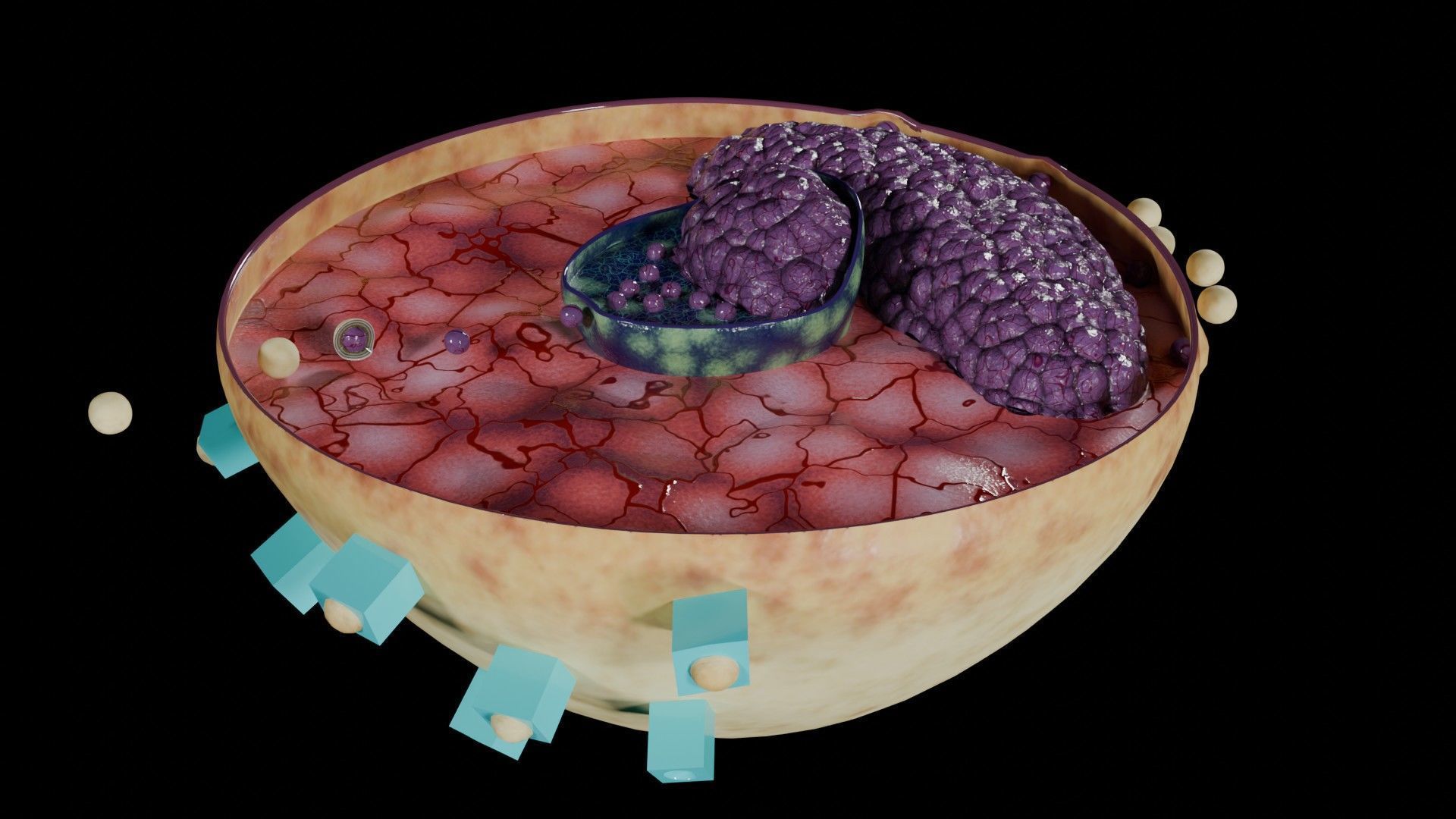 Virus infection cycle in host cell Low-poly 3D model_6