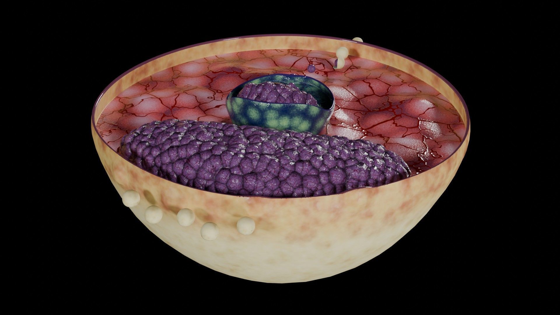 Virus infection cycle in host cell Low-poly 3D model_35