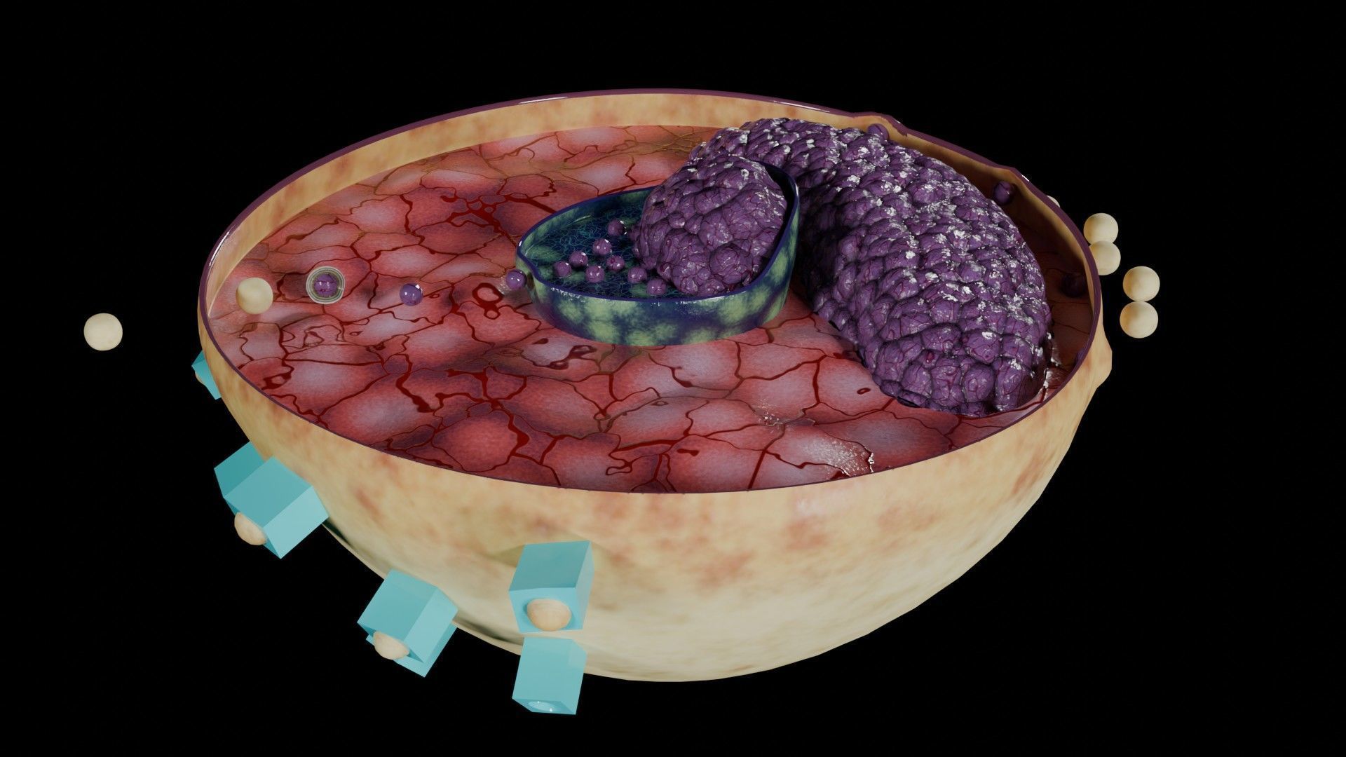 Virus infection cycle in host cell Low-poly 3D model_3