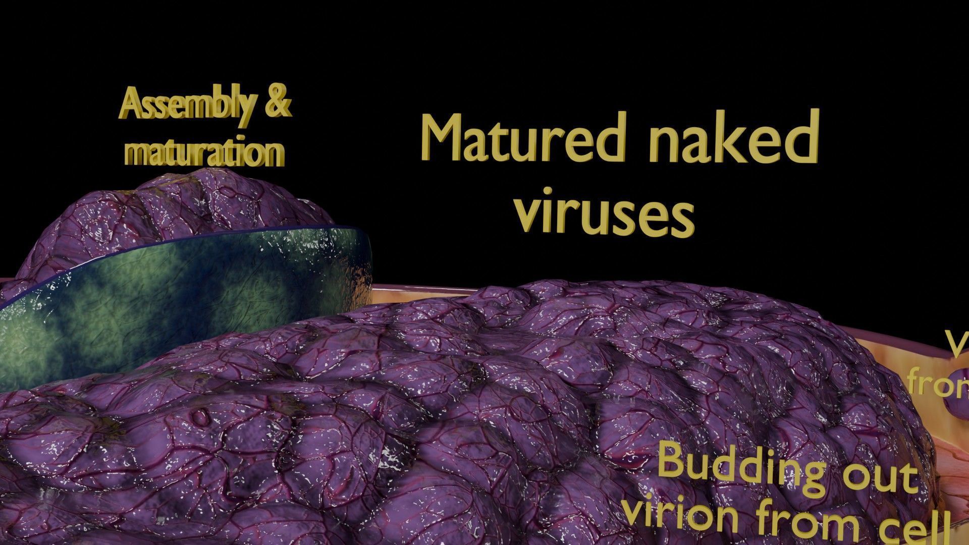 Virus infection cycle in host cell Low-poly 3D model_33