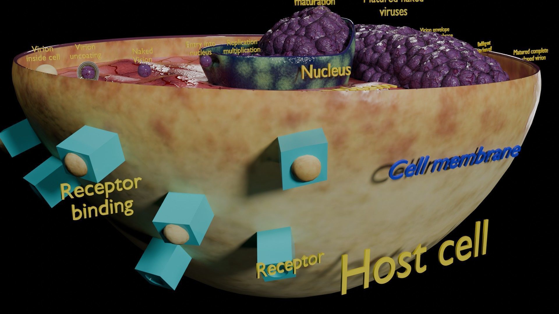 Virus infection cycle in host cell Low-poly 3D model_42