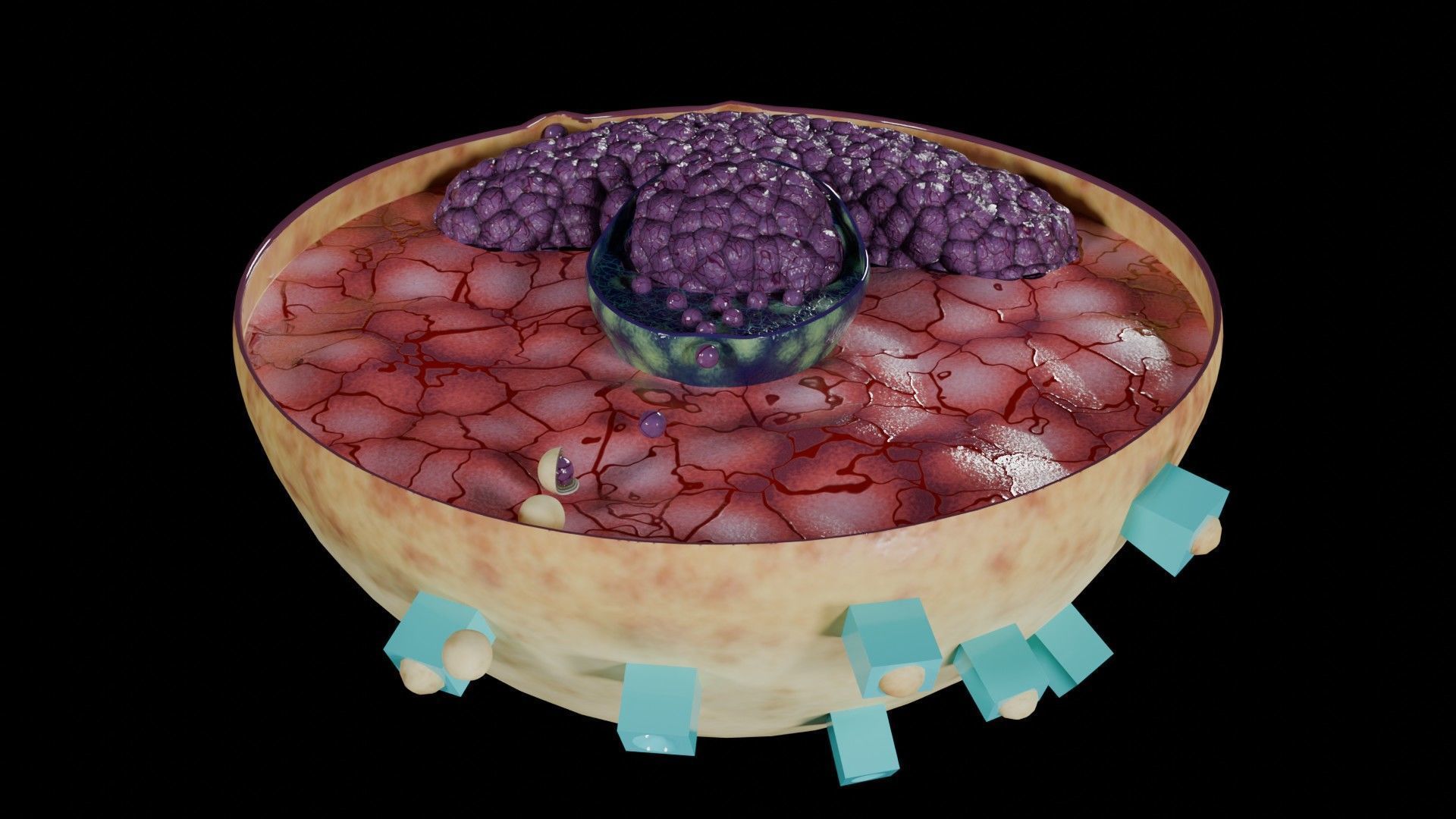 Virus infection cycle in host cell Low-poly 3D model_15