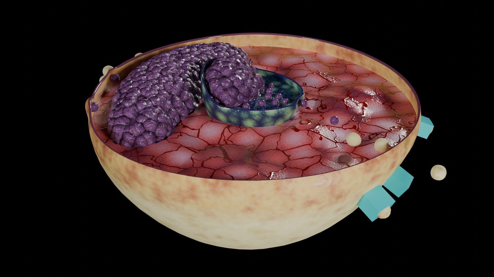 Virus infection cycle in host cell Low-poly 3D model_24