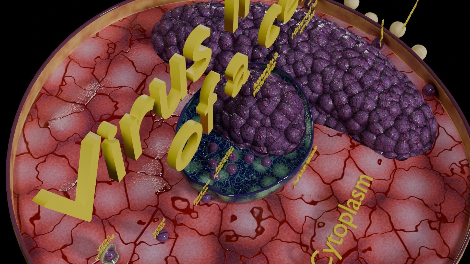Virus infection cycle in host cell Low-poly 3D model_68