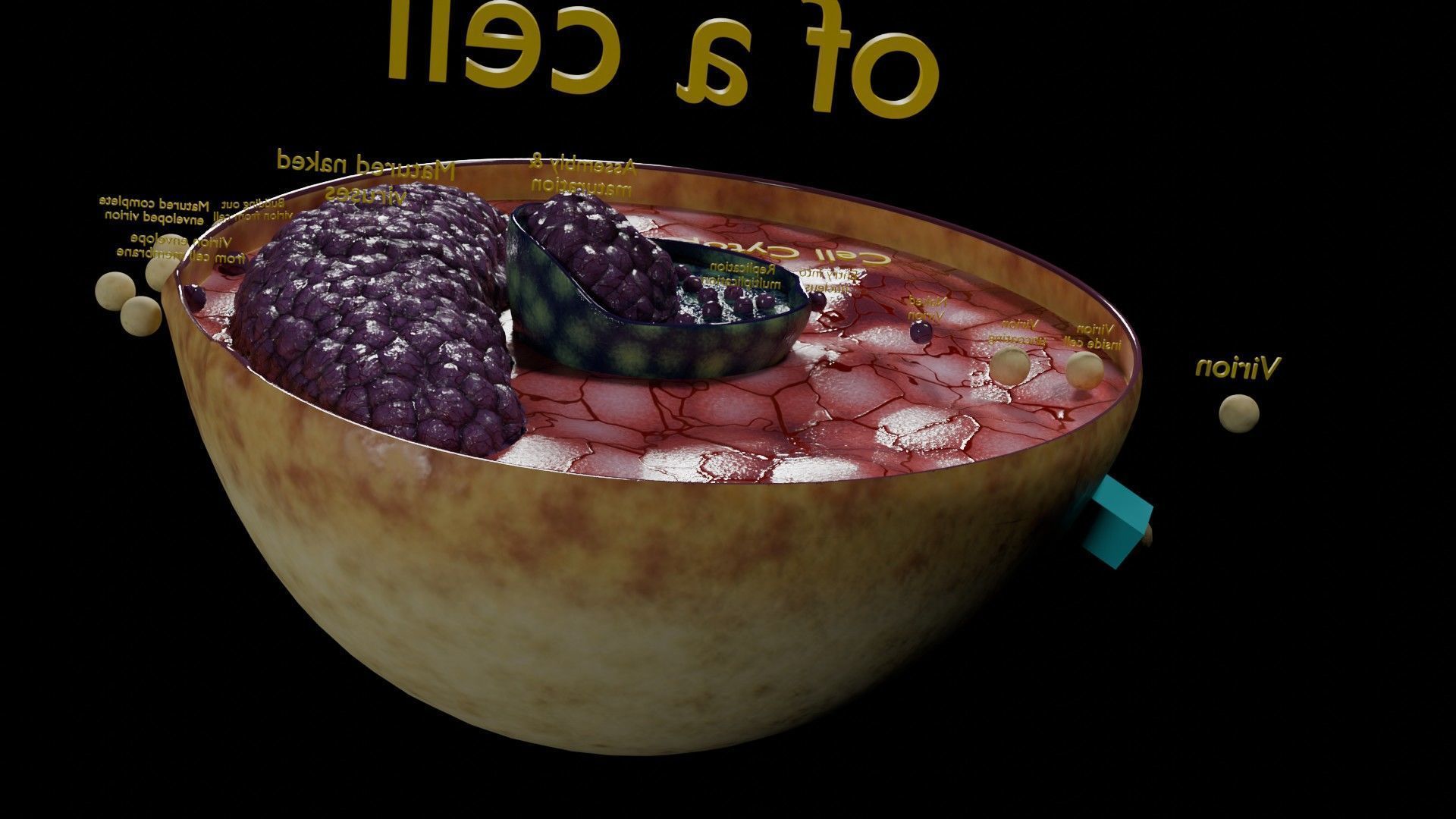 Virus infection cycle in host cell Low-poly 3D model_64