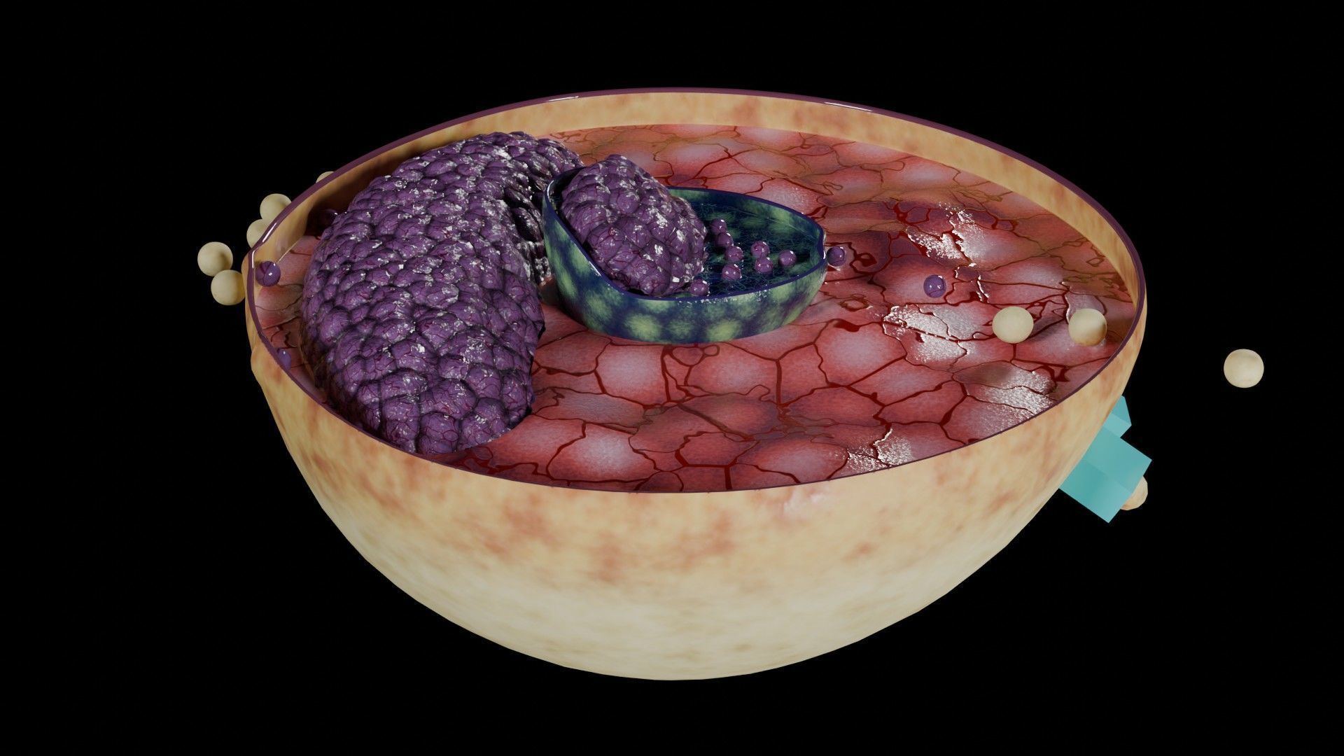 Virus infection cycle in host cell Low-poly 3D model_26