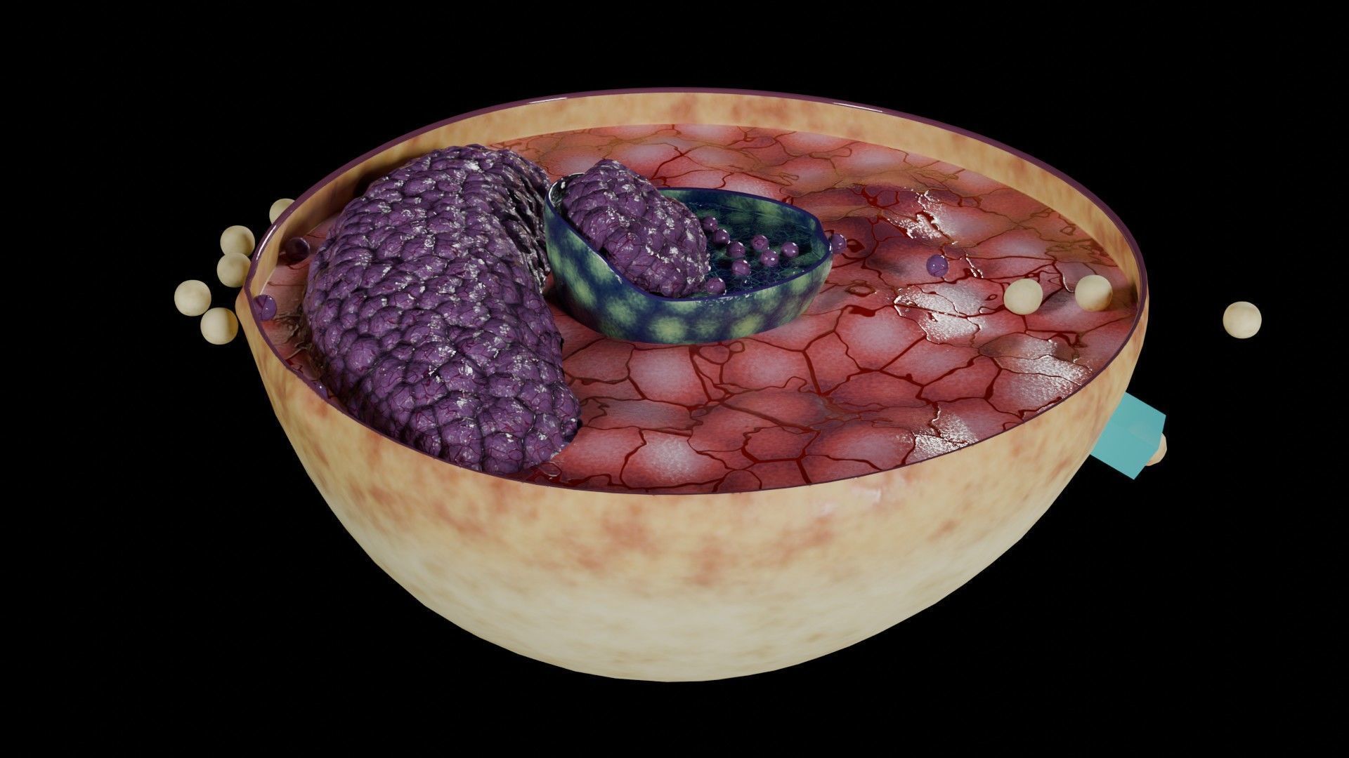 Virus infection cycle in host cell Low-poly 3D model_27
