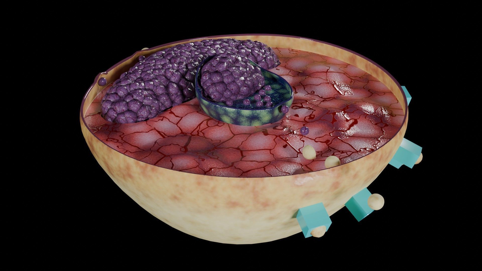 Virus infection cycle in host cell Low-poly 3D model_21