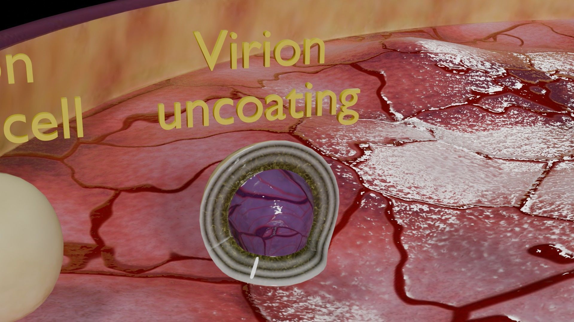 Virus infection cycle in host cell Low-poly 3D model_13